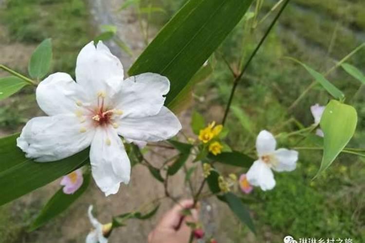 梦见竹子开花花很漂亮是啥意思