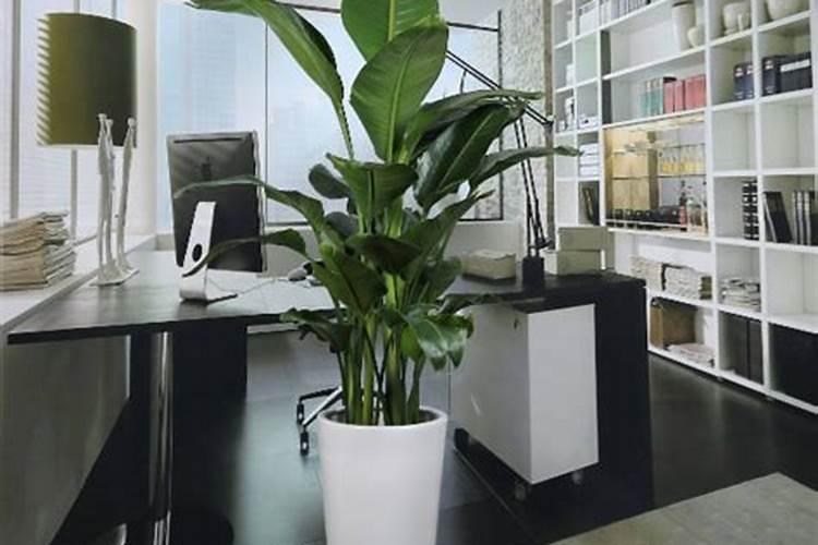 办公室的植物摆放与风水