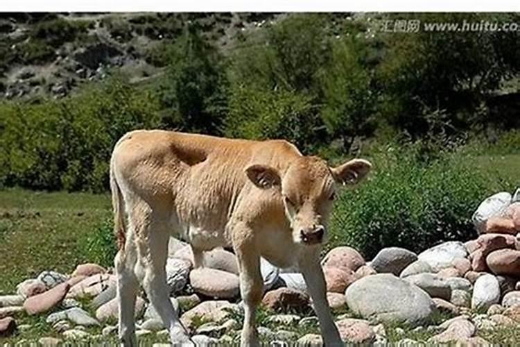 梦见一头牛跟着我是什么意思？
