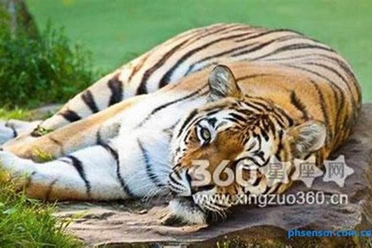 本命年梦见老虎是什么预兆