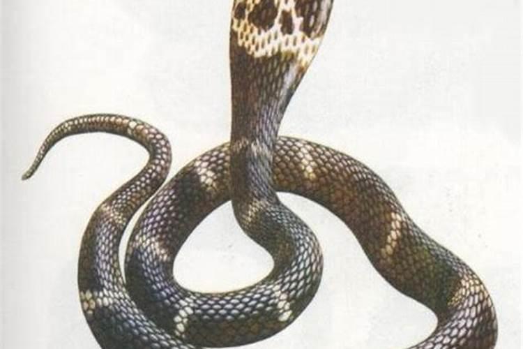 已婚女人梦见蛇有什么预兆