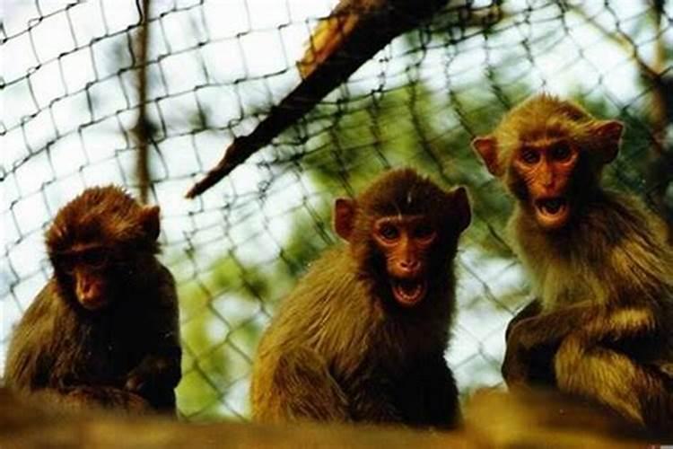 68年属猴人一生三大的劫难