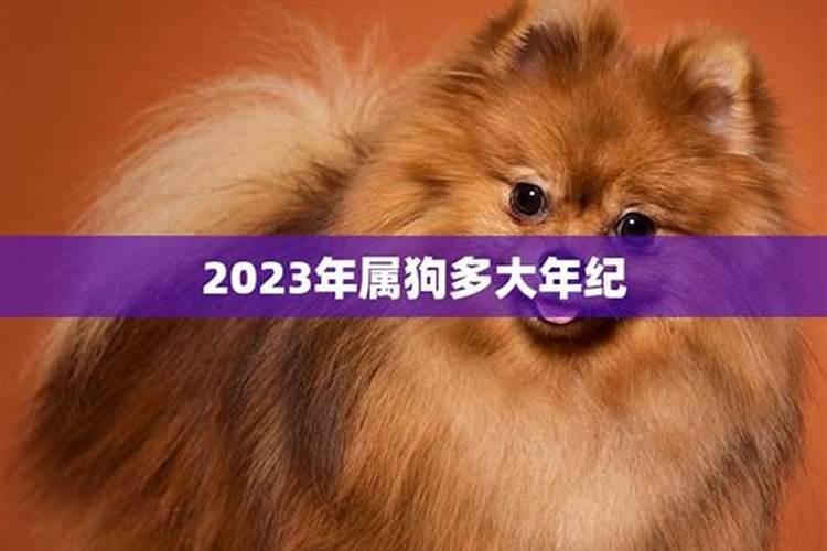 2023年属狗的多大了