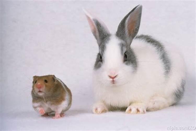 老鼠跟兔子八字合吗