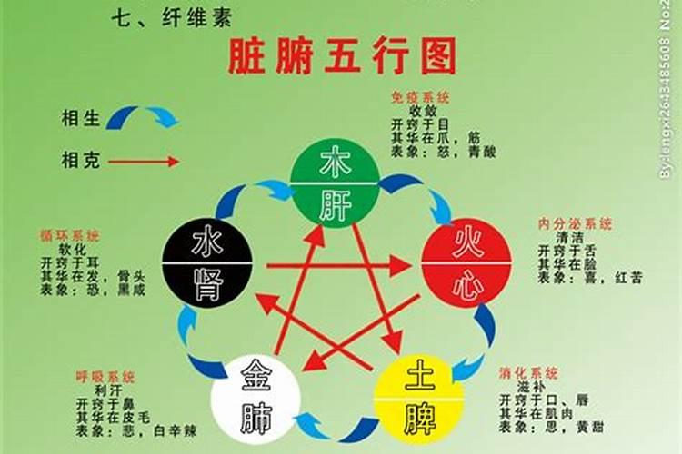 五行所对应的五脏六腑