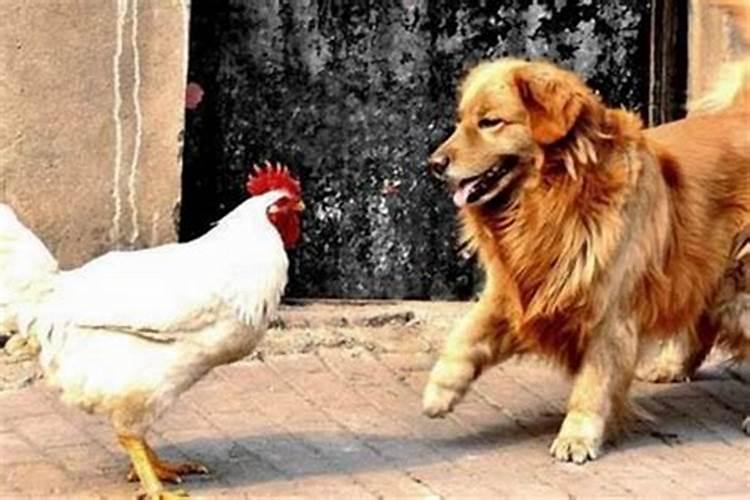 鸡与狗相害摆什么生肖化解