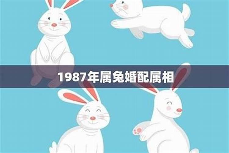 87年属兔和属蛇