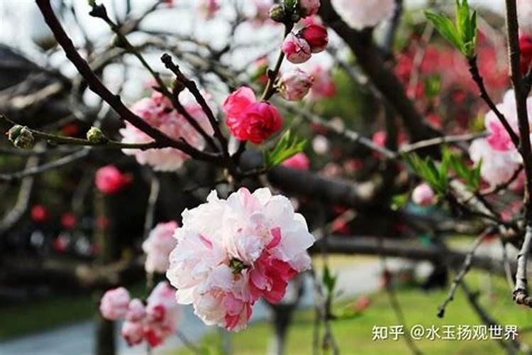 阳春三月的桃花是指什么生肖