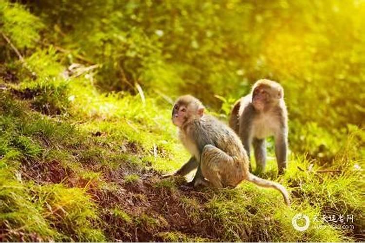 2020年属猴人犯太岁吗为什么