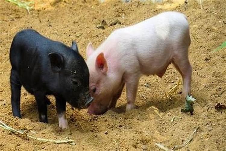 猪和什么属相合婚