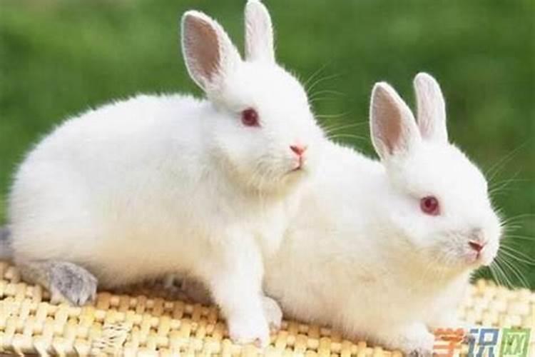 兔和兔的婚配属相好吗
