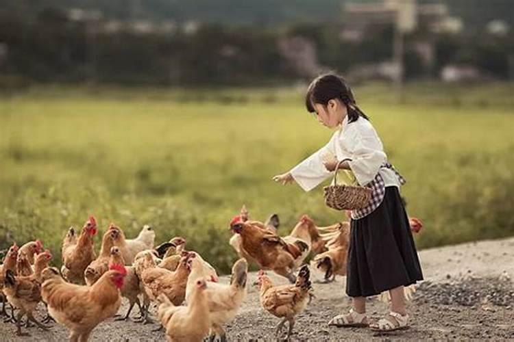 属鸡的女孩童子命怎么