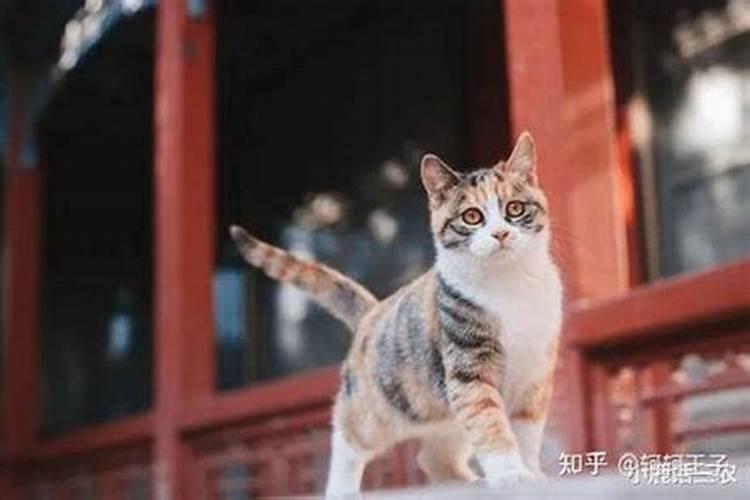 女人梦见猫是什么征兆解梦