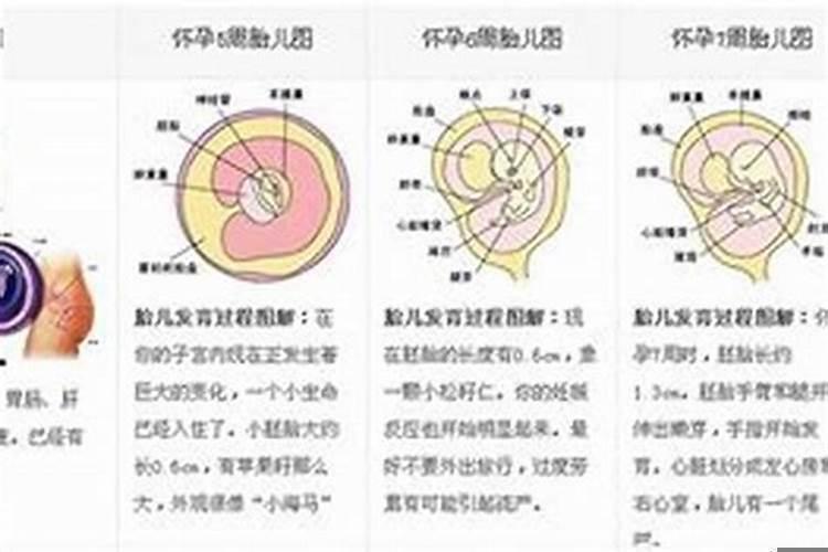 属相鸡与羊合吗