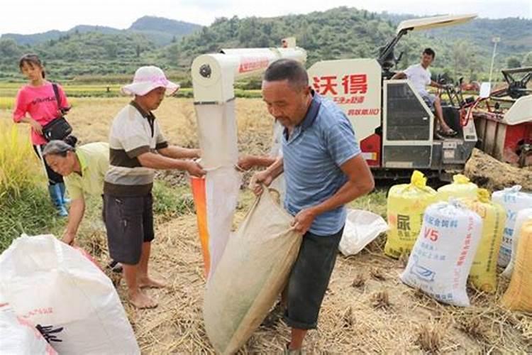 本命年犯太岁预兆什么