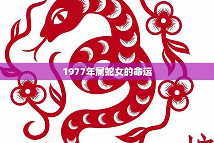 1977年属蛇女的是什么命