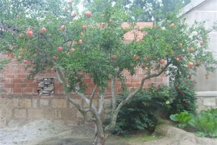 别墅庭院适合种的果树