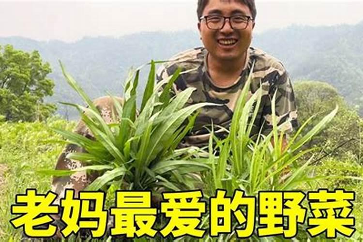 梦到拔野菜是什么意思