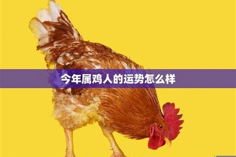 2021年属鸡人运势如何