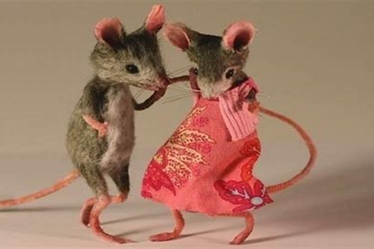 女鼠和男兔合婚吗