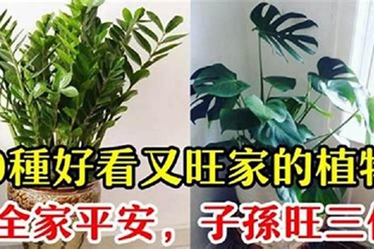 十大旺宅植物