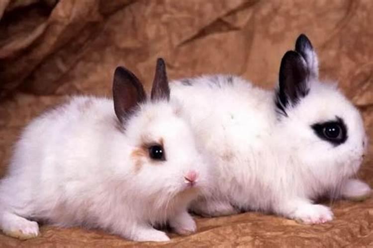 兔与兔的婚配如何