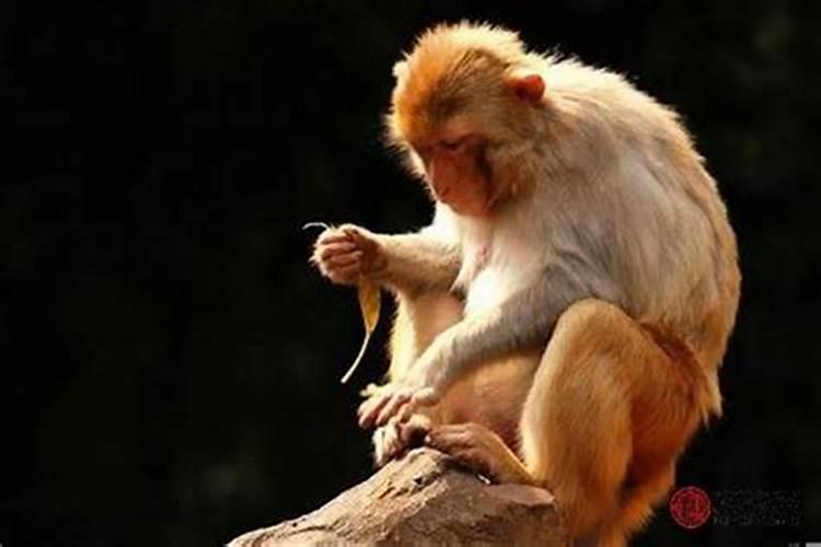猴和猴婚姻好吗