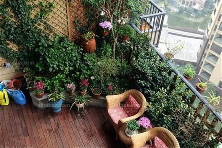 阳台上种什么植物好