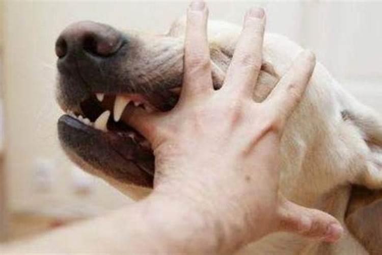 梦见一只狗咬伤自己的手