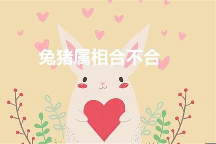 兔和猪生肖婚姻合不合