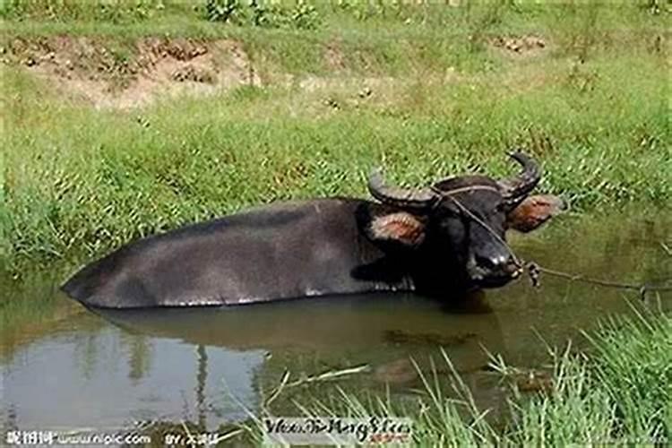 梦见大水牛向我冲来撞我