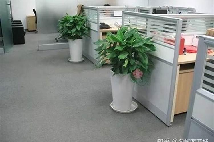 办公室最适合摆放什么植物