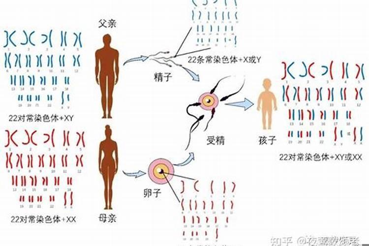 基因决定命运吗