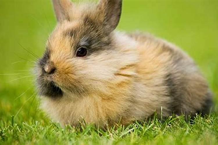 属兔的本命年能过生日吗