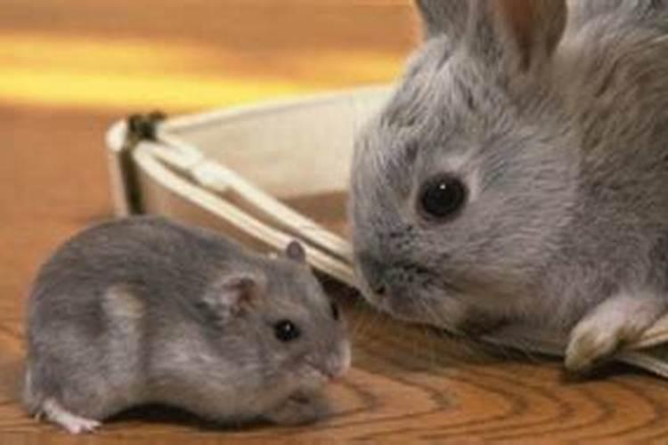 老鼠与兔子：八字合吗？？