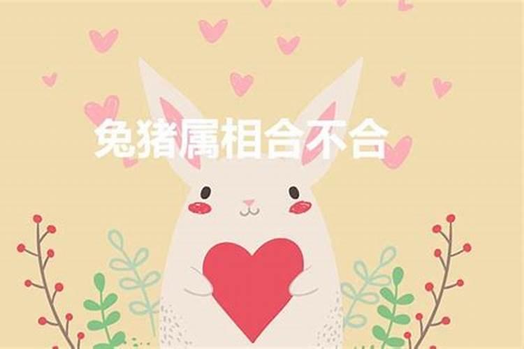 属兔和猪属相合不合