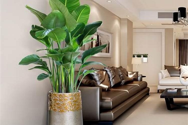 绿植在客厅风水中的重要性：如何选择合适的植物以促进家居和谐与繁荣？