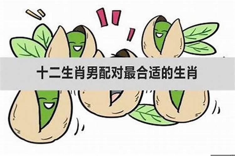 属相哪个最好找对象？