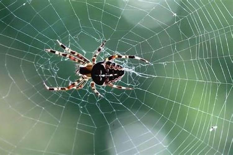 织网捕梦：家中蜘蛛的命理寓意