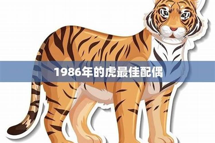 揭秘1986年虎的最佳配偶属相