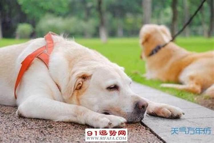 狗与猪属相婚配好吗女