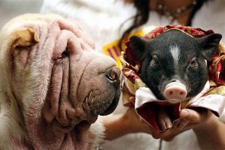 属猪和属狗的婚姻怎么样好不好