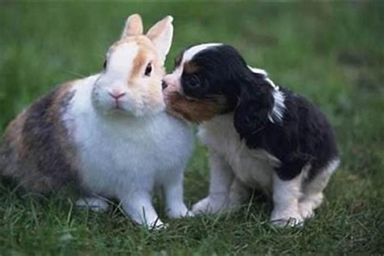 属狗和兔相配婚姻如何