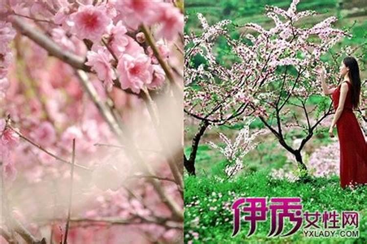 本命年桃花劫是什么意思