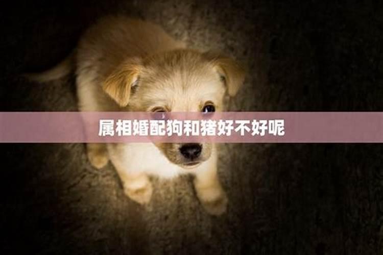 木狗与山猪合婚吗好不好呢