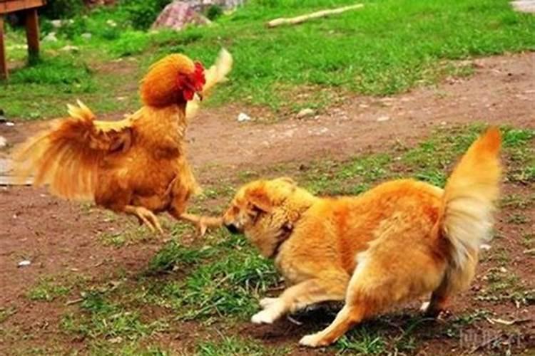 鸡与狗属相婚配如何化解婚姻