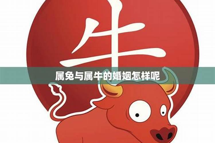 属牛的今年婚姻怎么样呢