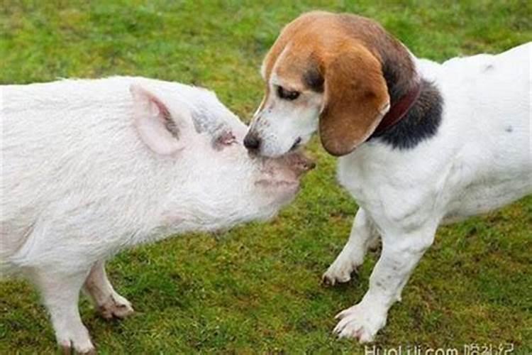 属猪的和属狗的婚姻好吗