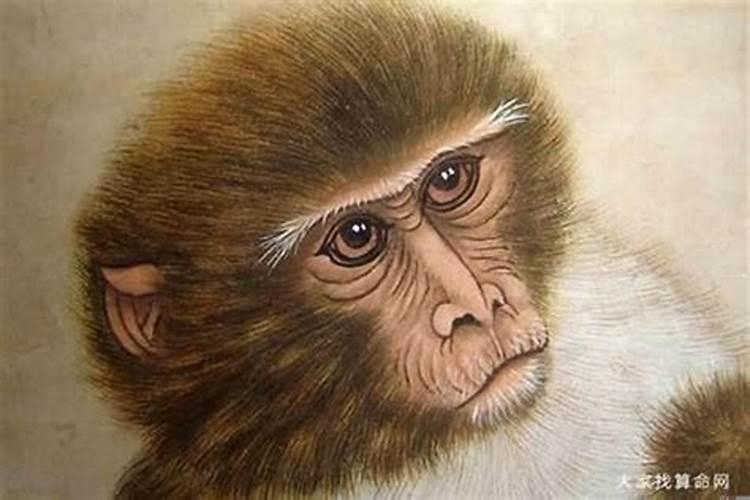 猴子哪一年犯太岁