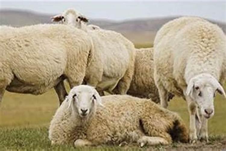属羊和属羊的八字合吗